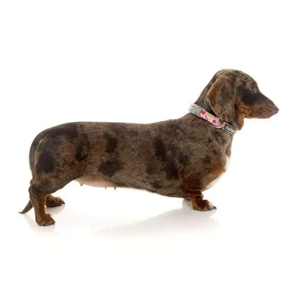 [15% OFF] Fuzzyard Jelly Bears Dog Collar (3 Sizes)